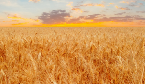 1641281330250687.png 土地2.png